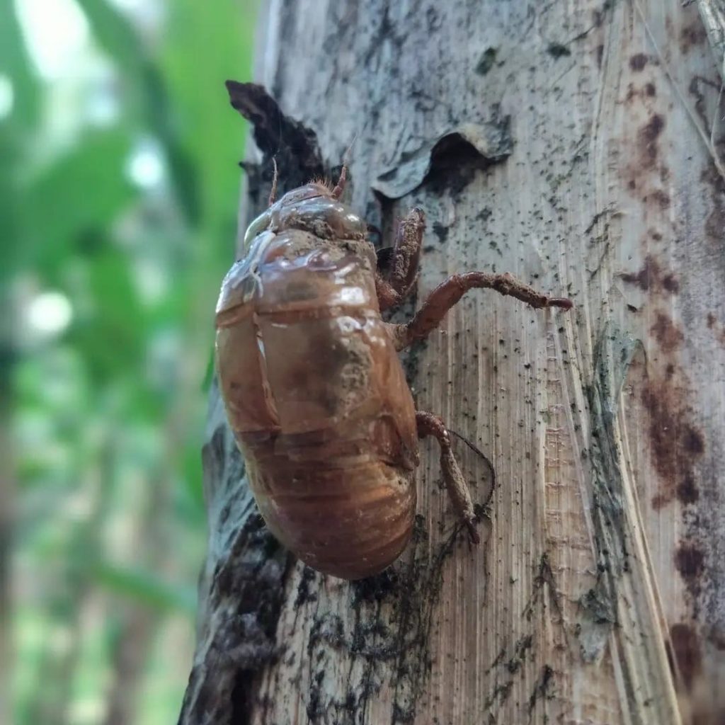 Learn nature’s secrets with Bali-based Kenny Peavy!